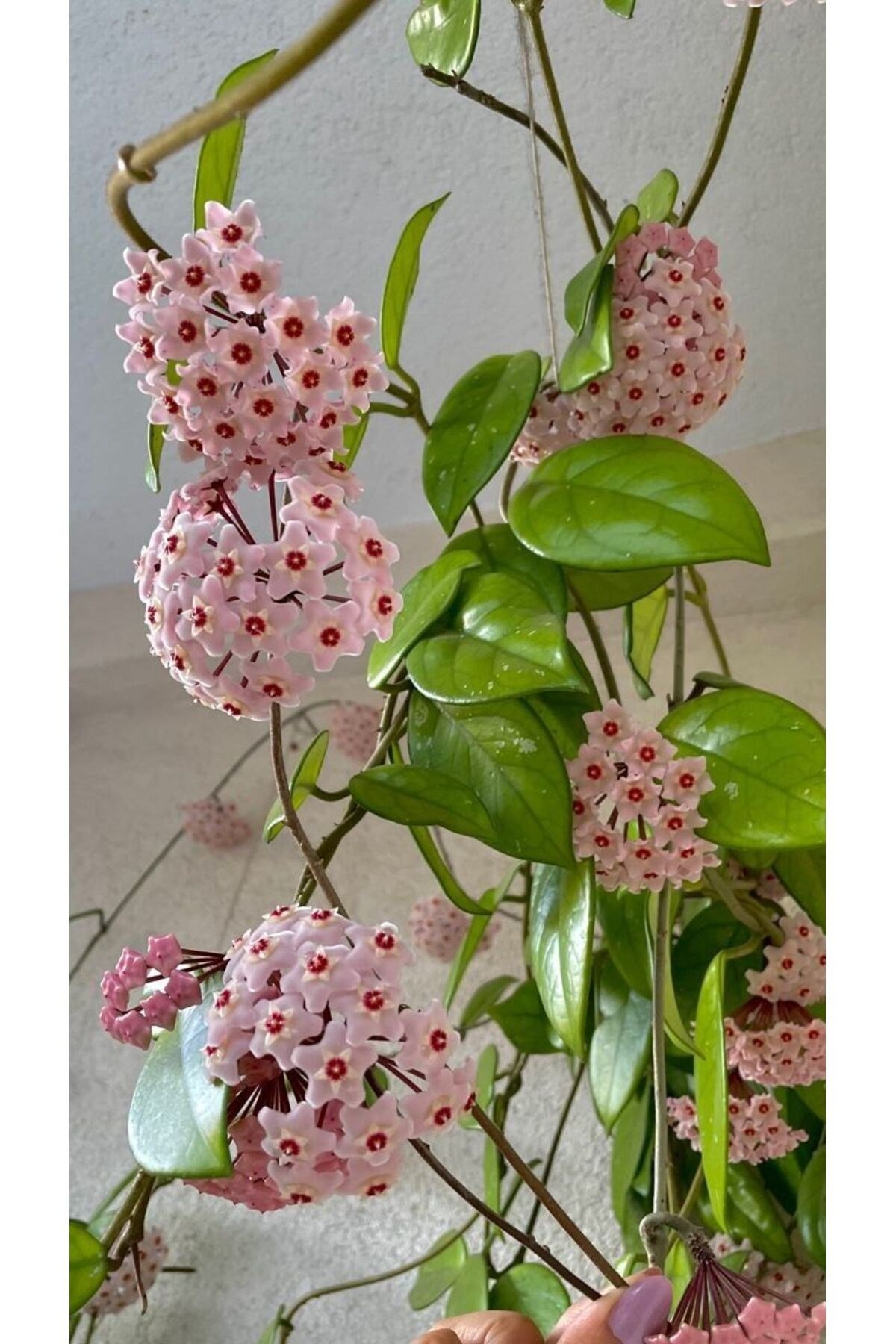 Pembe-Kırmızı Yıldız Çiçekli Hoya Carnosa Mum Çiçeği Fidanı