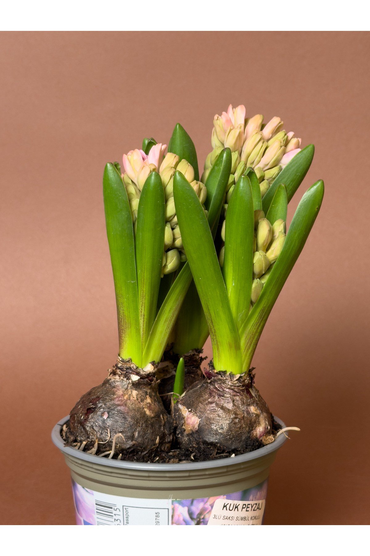 Pembe Sümbül (Hyacinthus Orientalis) – 15 cm – Kokulu Çiçekli Form