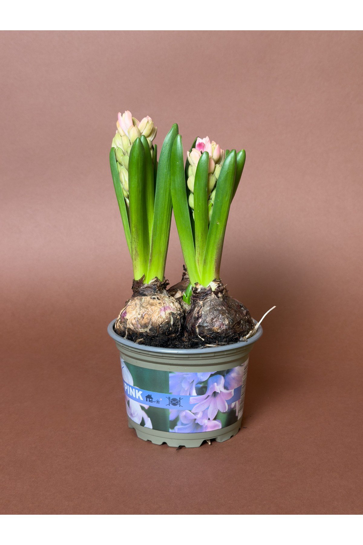 Pembe Sümbül (Hyacinthus Orientalis) – 15 cm – Kokulu Çiçekli Form