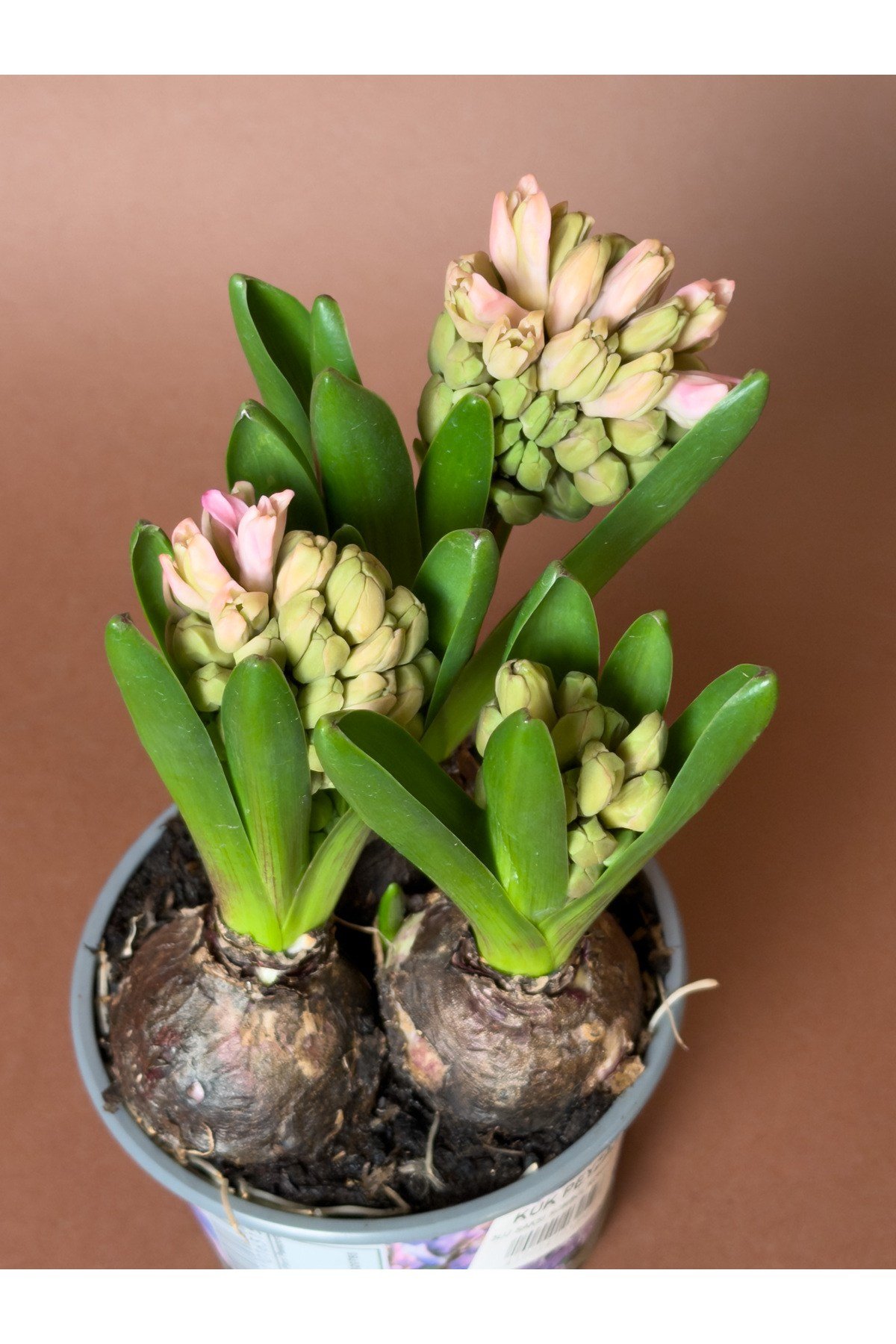 Pembe Sümbül (Hyacinthus Orientalis) – 15 cm – Kokulu Çiçekli Form