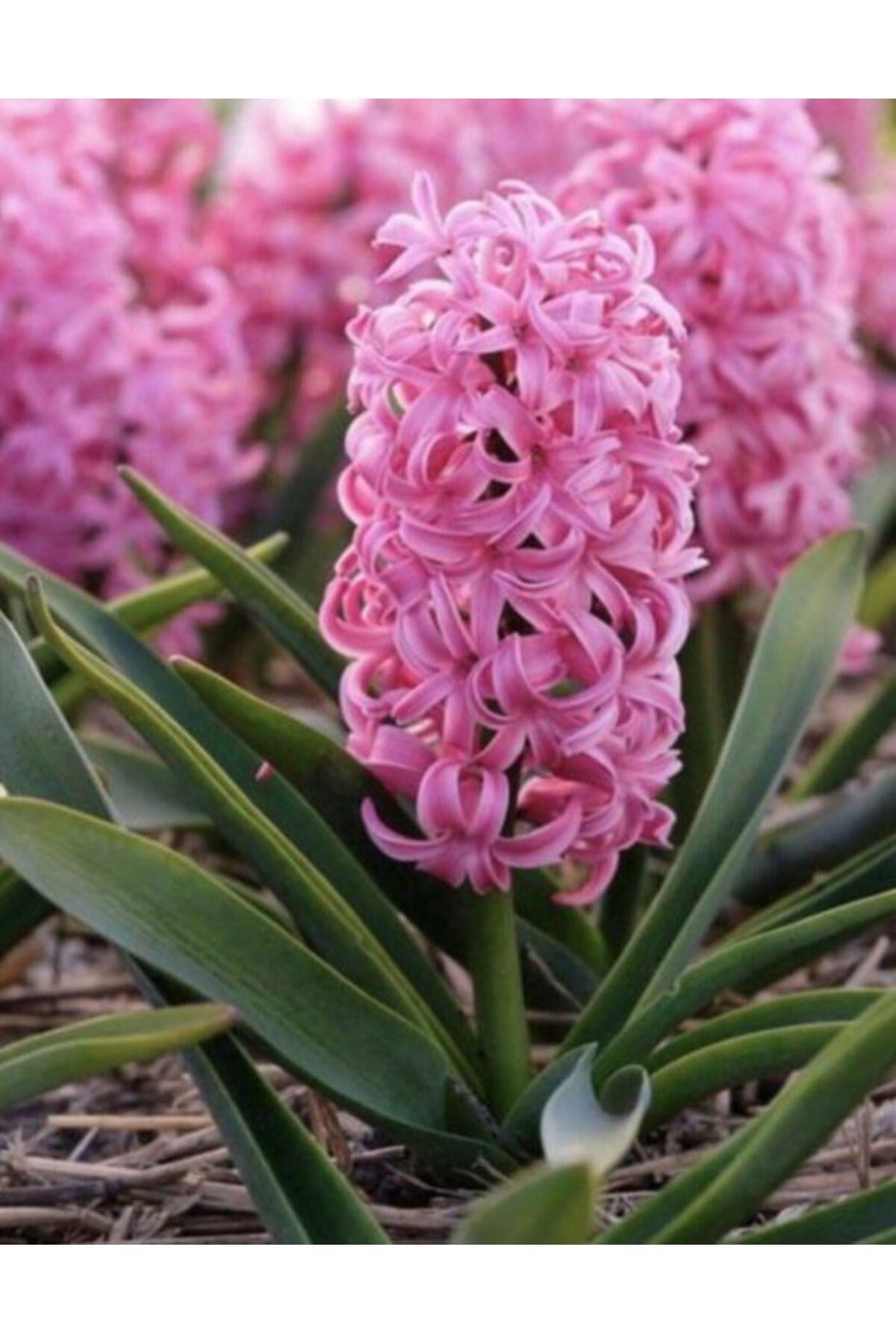 Pembe Sümbül Soğanı 