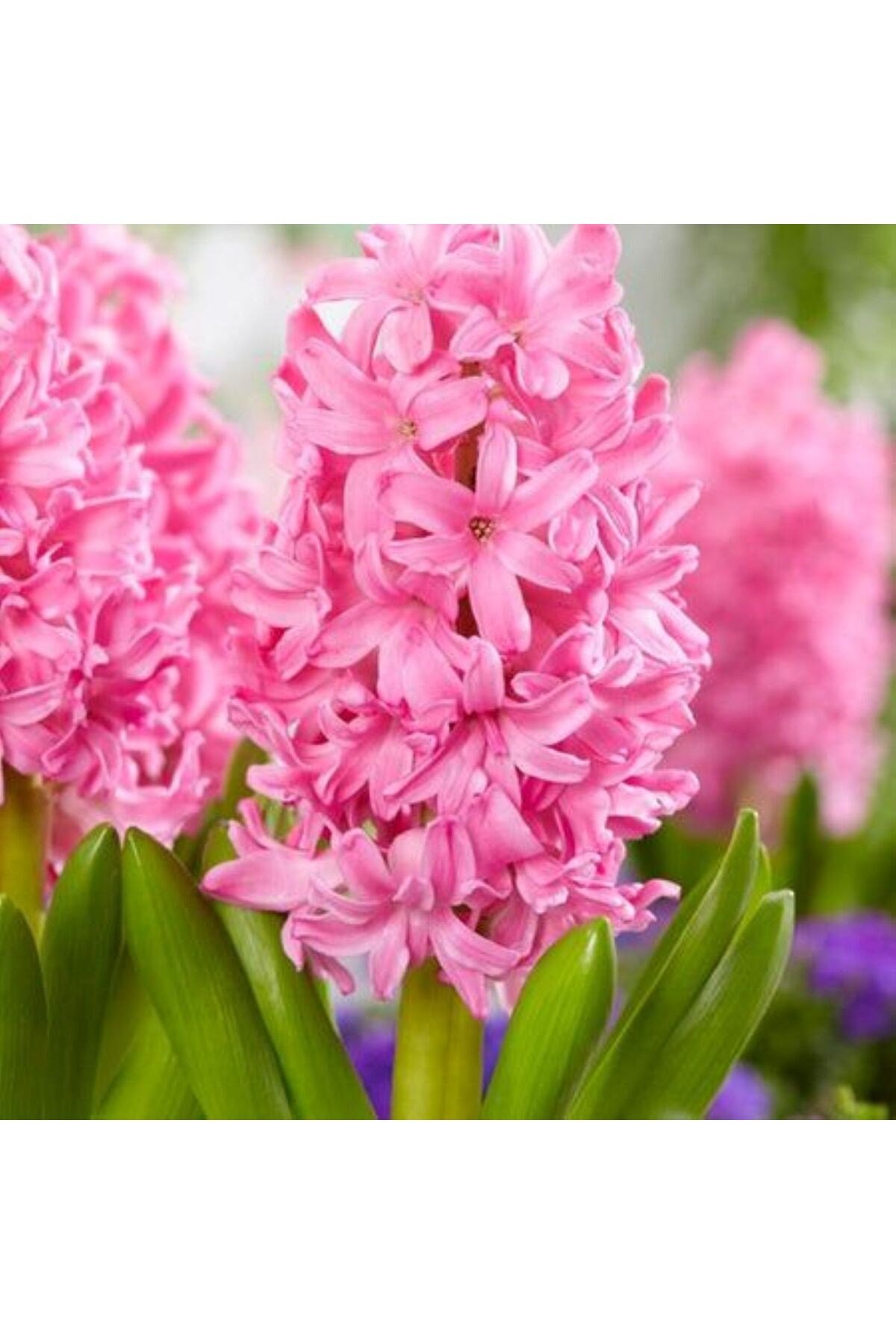Pembe Sümbül Soğanı 