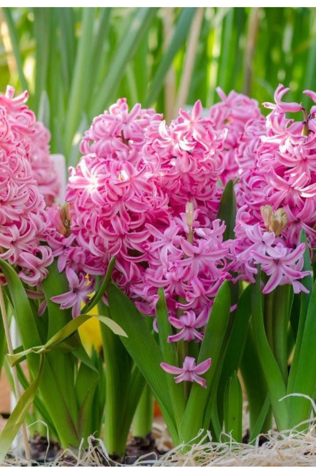 Pembe Sümbül Soğanı 
