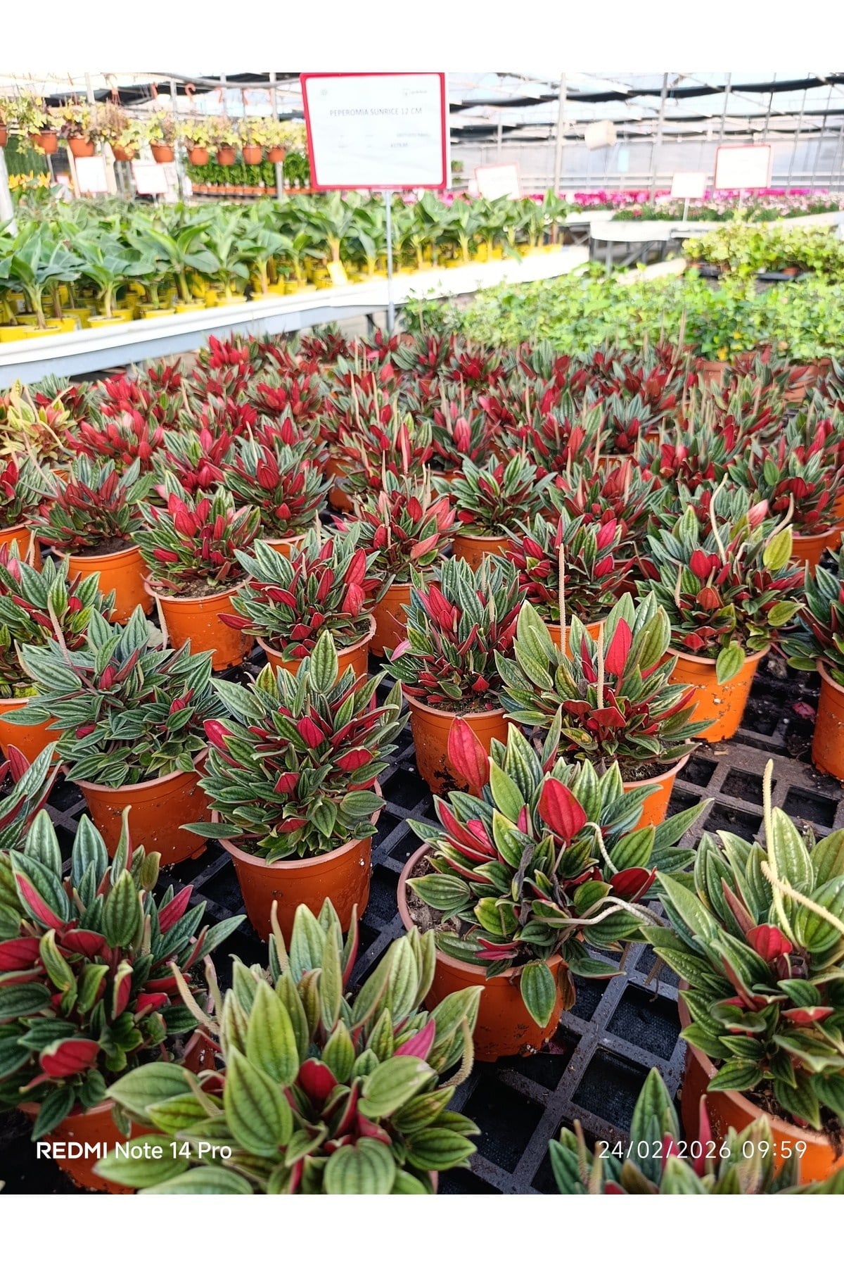 Peperomia Rosso Canlı Salon Bitkisi – Kırmızı Yapraklı Dekoratif Saksı Çiçeği Umut bitkisi