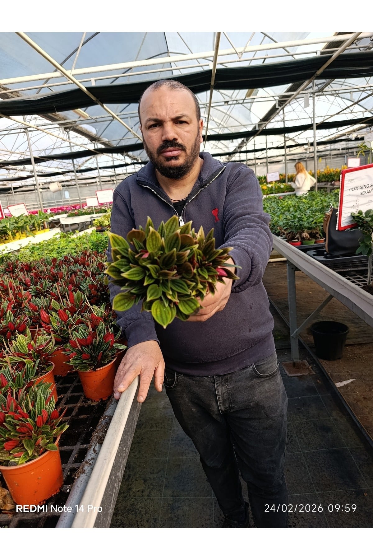 Peperomia Rosso Canlı Salon Bitkisi – Kırmızı Yapraklı Dekoratif Saksı Çiçeği Umut bitkisi