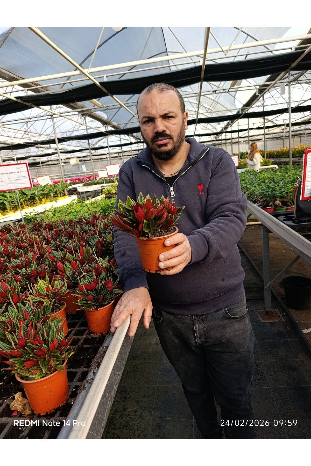 Peperomia Rosso Canlı Salon Bitkisi – Kırmızı Yapraklı Dekoratif Saksı Çiçeği Umut bitkisi