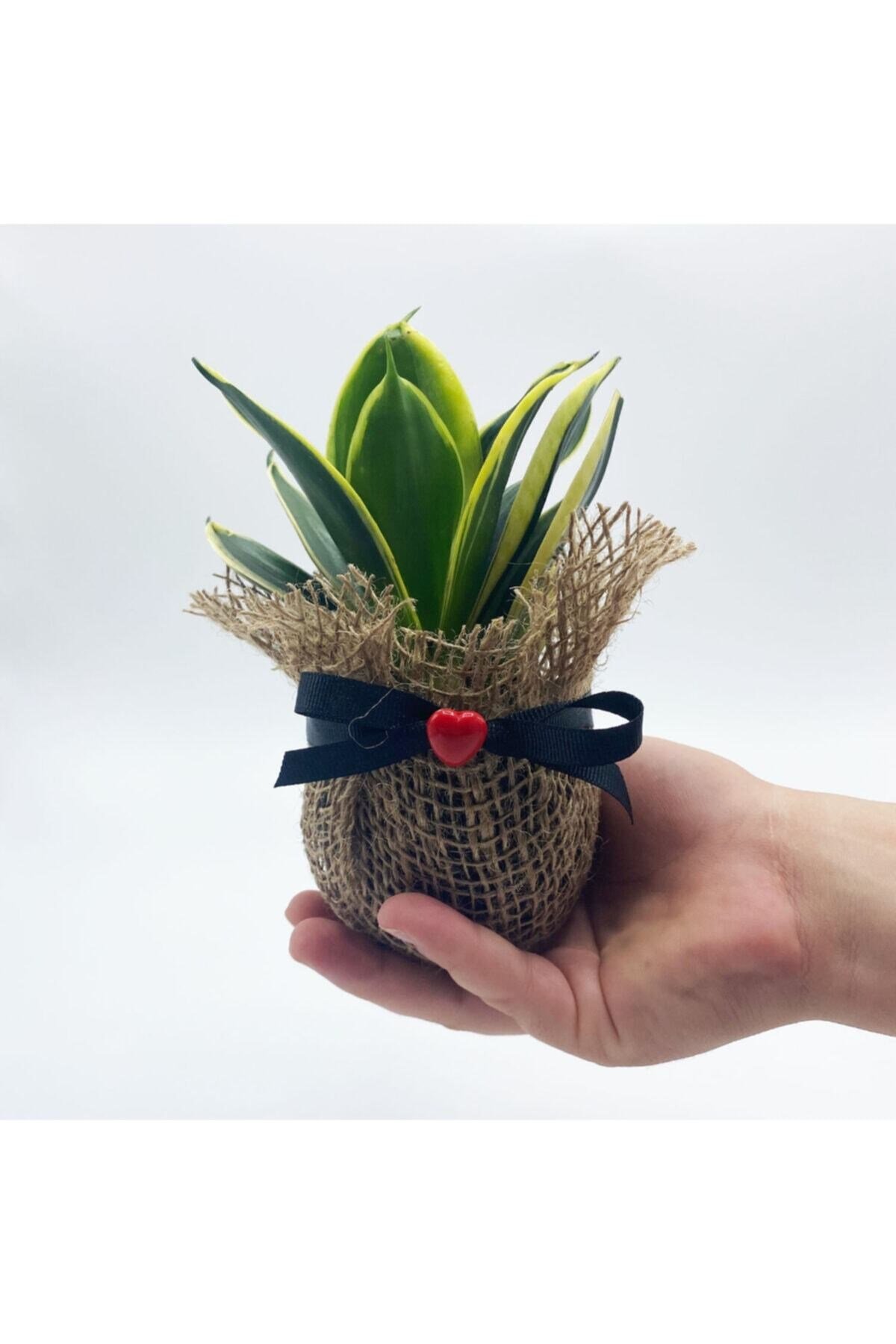 Petit Gift Mini Sansevieria (paşa Kılıcı Bitkisi) Çiçek Tasarımı