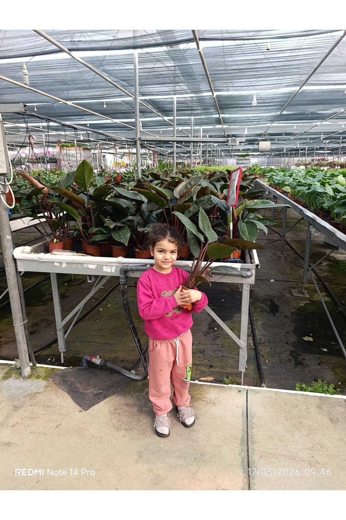 Philodendron Rojo Congo Dev Yapraklı Egzotik Salon Bitkisi - Özel Formlu İthal İç Mekan Çiçeği