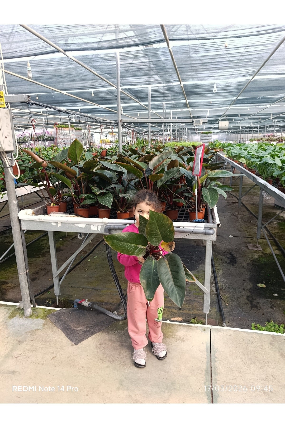 Philodendron Rojo Congo Dev Yapraklı Egzotik Salon Bitkisi - Özel Formlu İthal İç Mekan Çiçeği