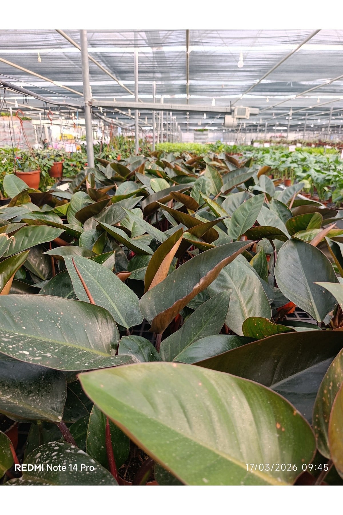 Philodendron Rojo Congo Dev Yapraklı Egzotik Salon Bitkisi - Özel Formlu İthal İç Mekan Çiçeği