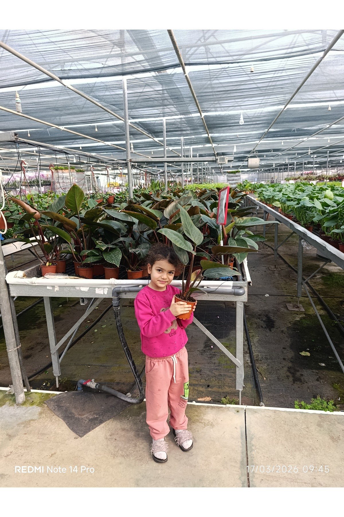 Philodendron Rojo Congo Dev Yapraklı Egzotik Salon Bitkisi - Özel Formlu İthal İç Mekan Çiçeği