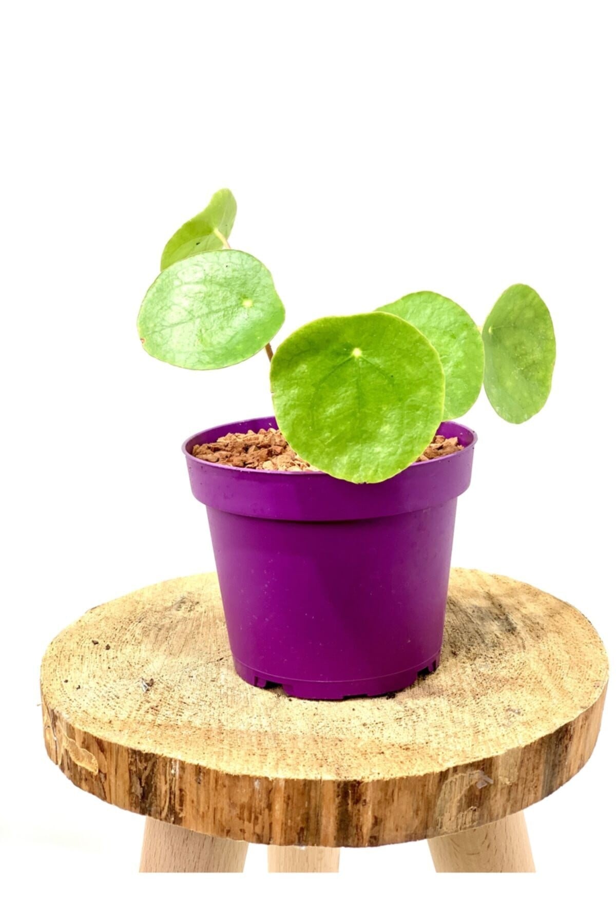 Pilea