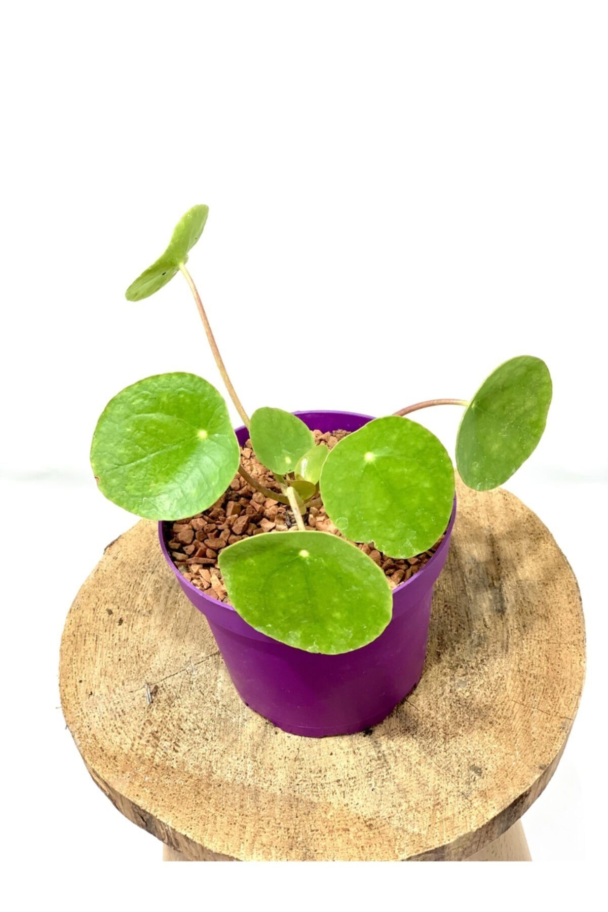 Pilea