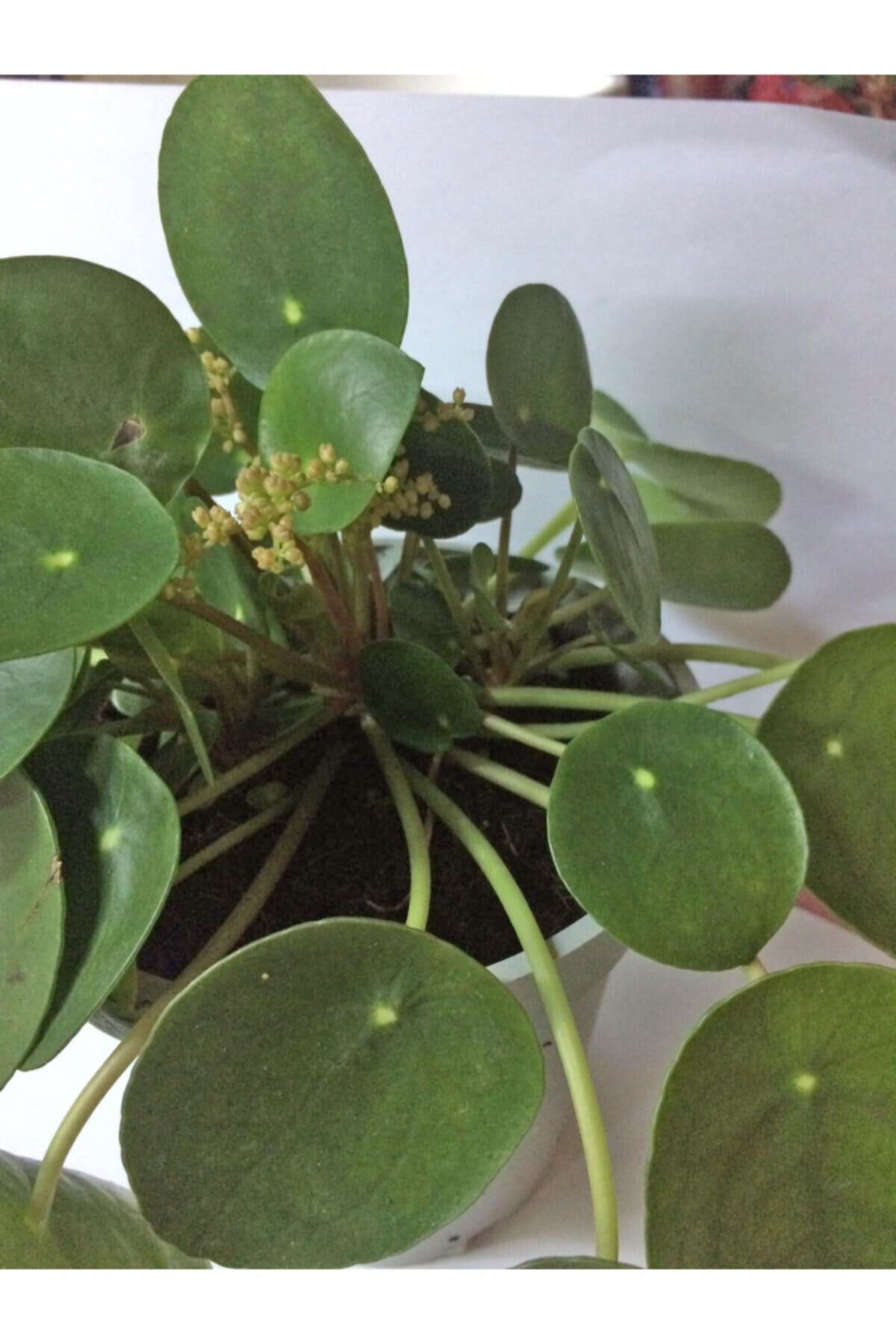 Pilea 15 Cm Yavrulu