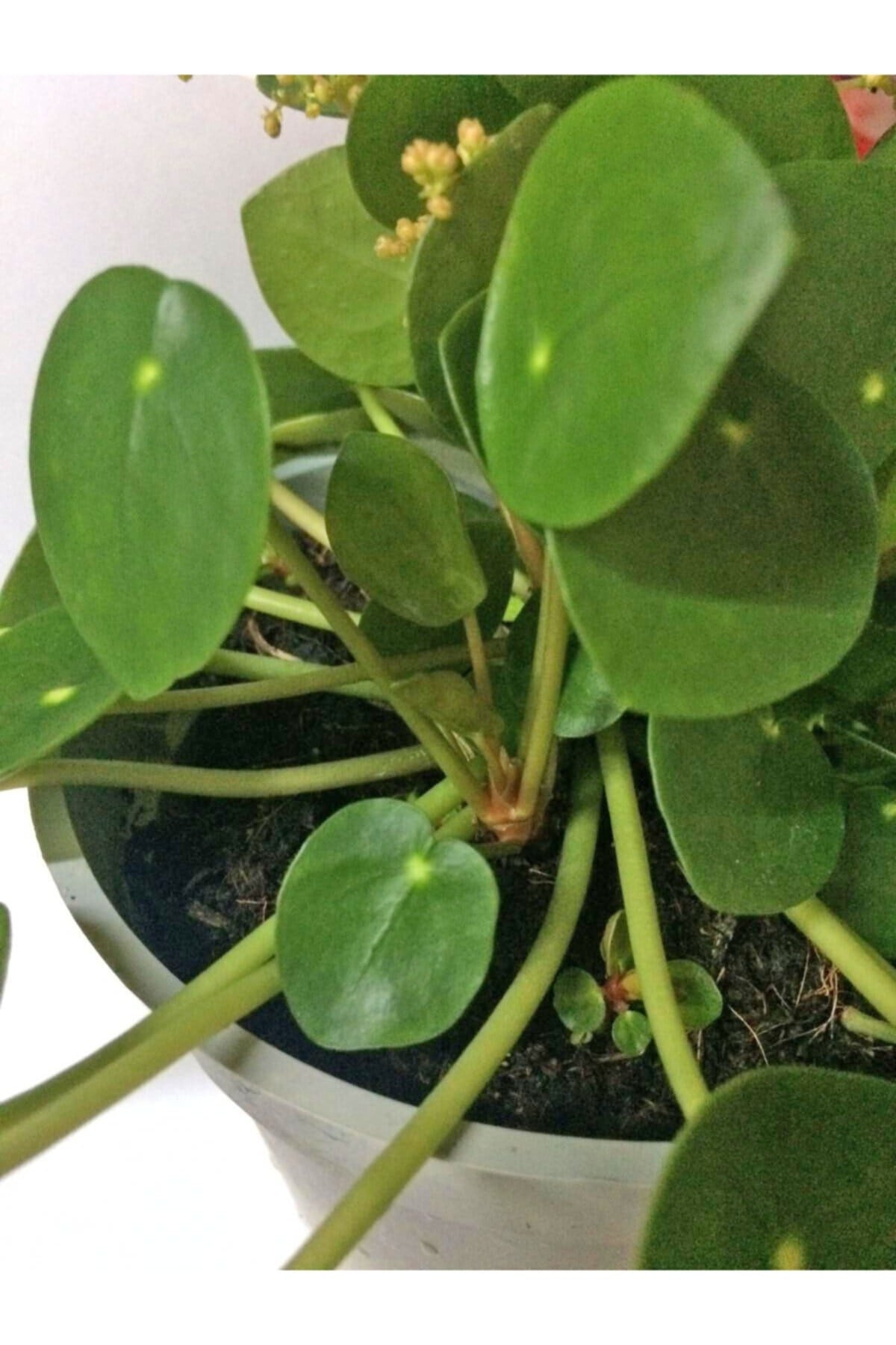 Pilea 15 Cm Yavrulu
