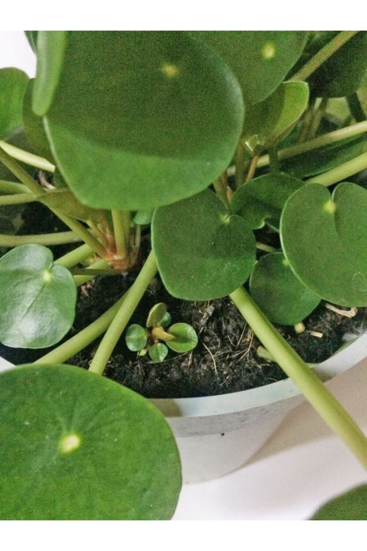 Pilea 15 Cm Yavrulu