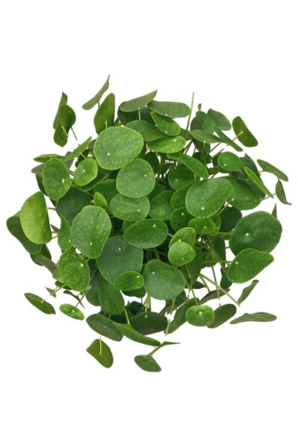 Pilea Çin Para Ağacı Büyük Boy