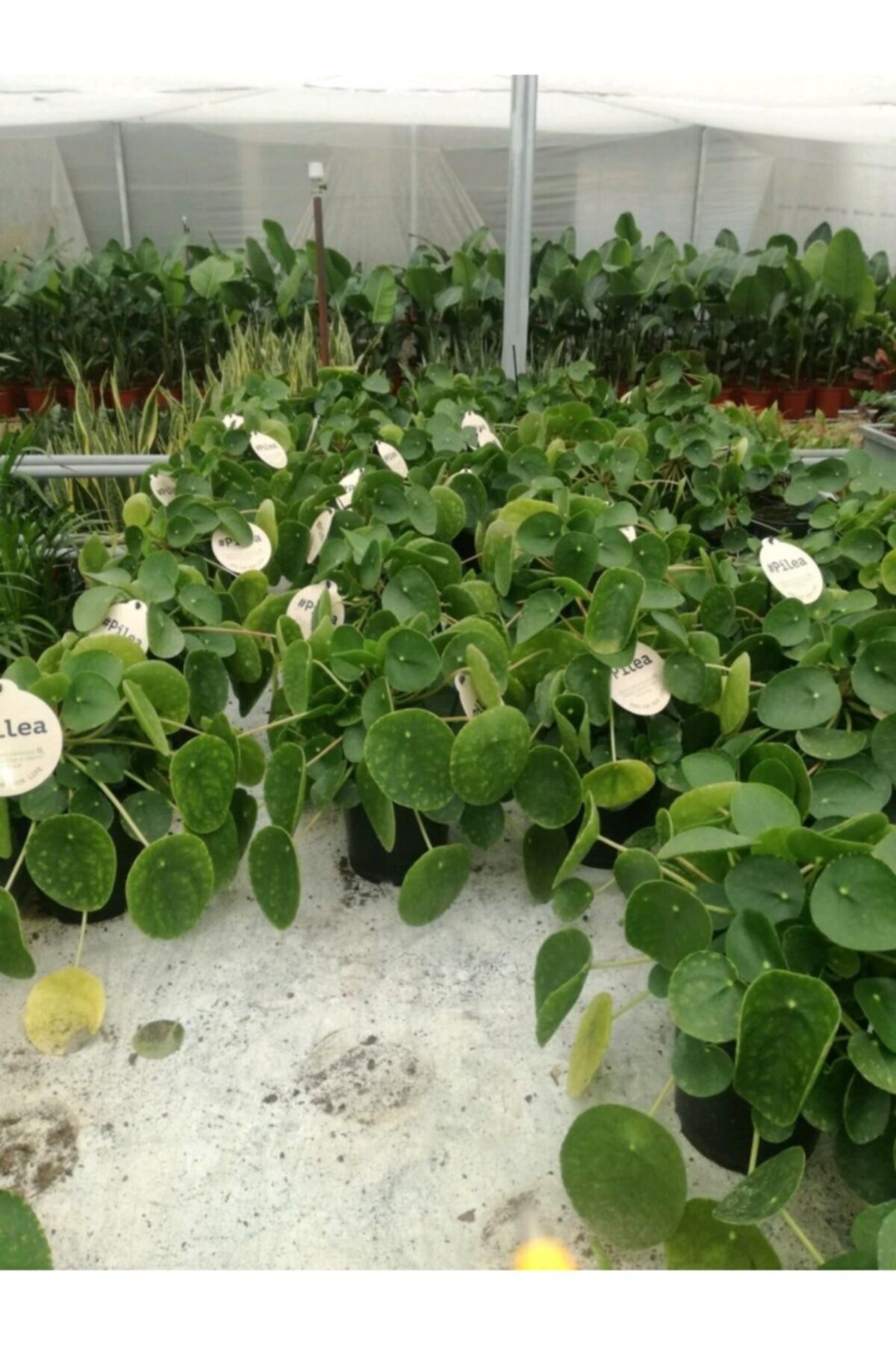 Pilea Çin Para Ağacı Büyük Boy