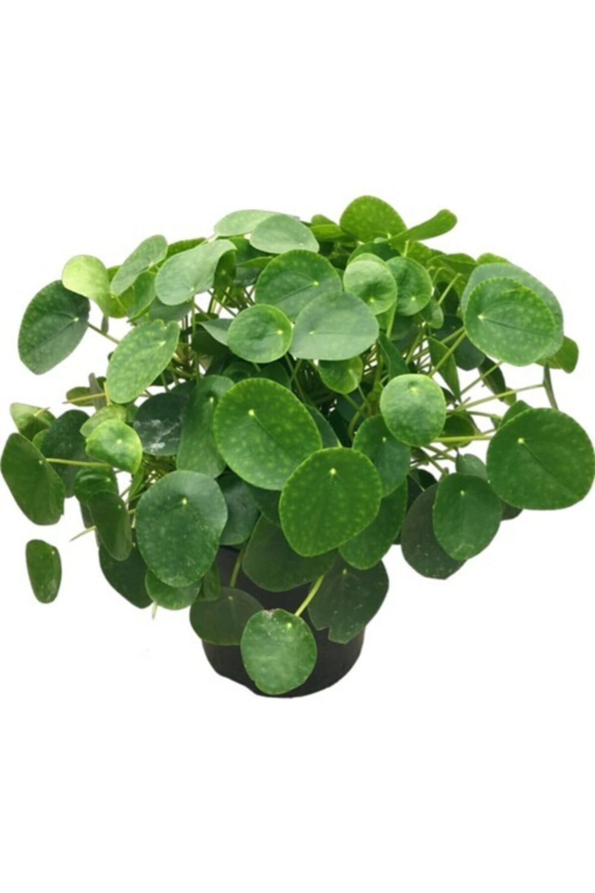 Pilea Çin Para Ağacı Büyük Boy