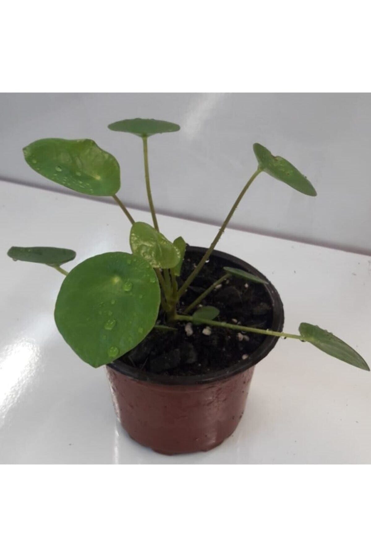 Pilea (para Çiçeği) 15-20 Cm Boylarında