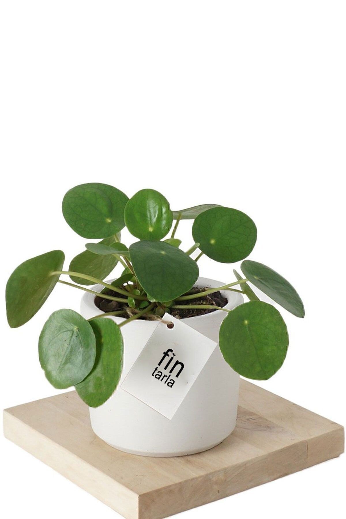 Pilea Para Çiçeği 15 Cm