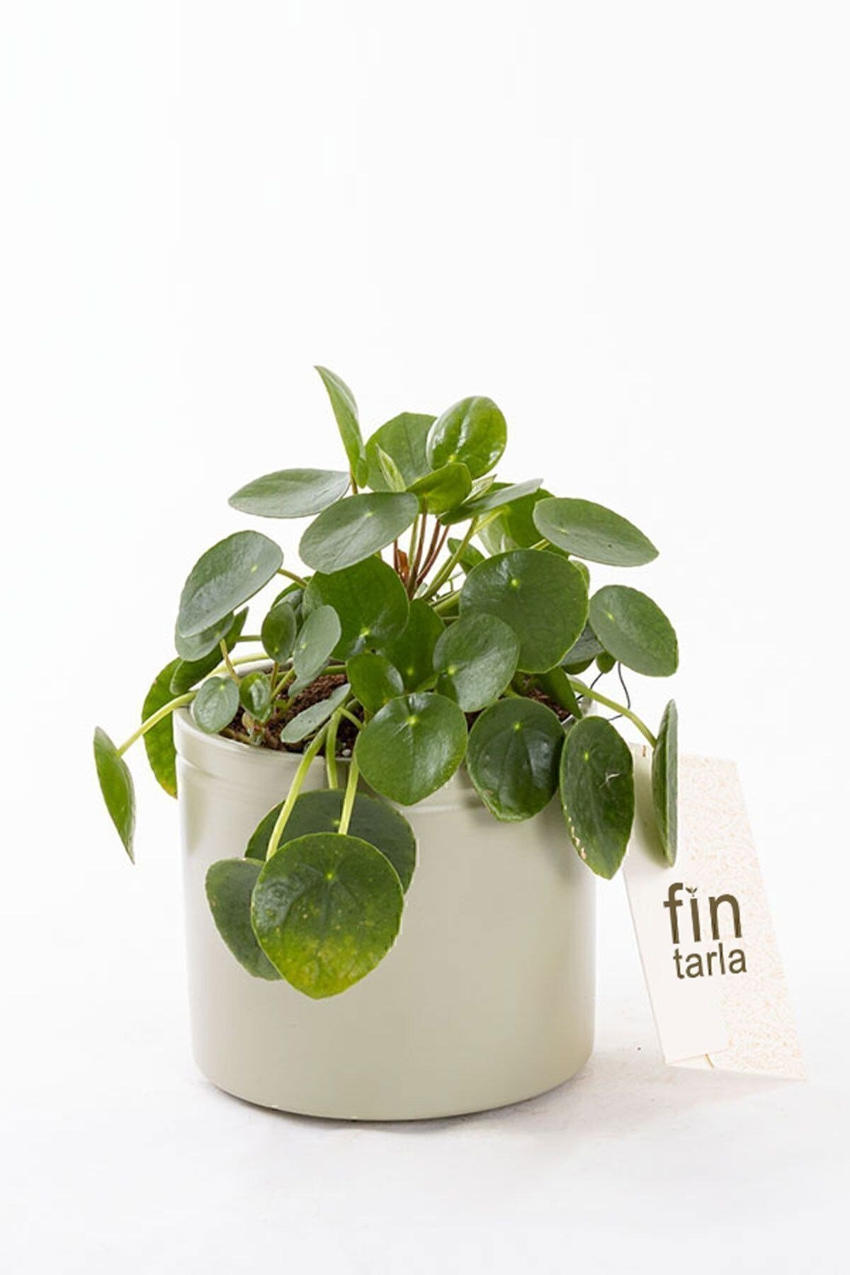 Pilea Para Çiçeği 15 Cm