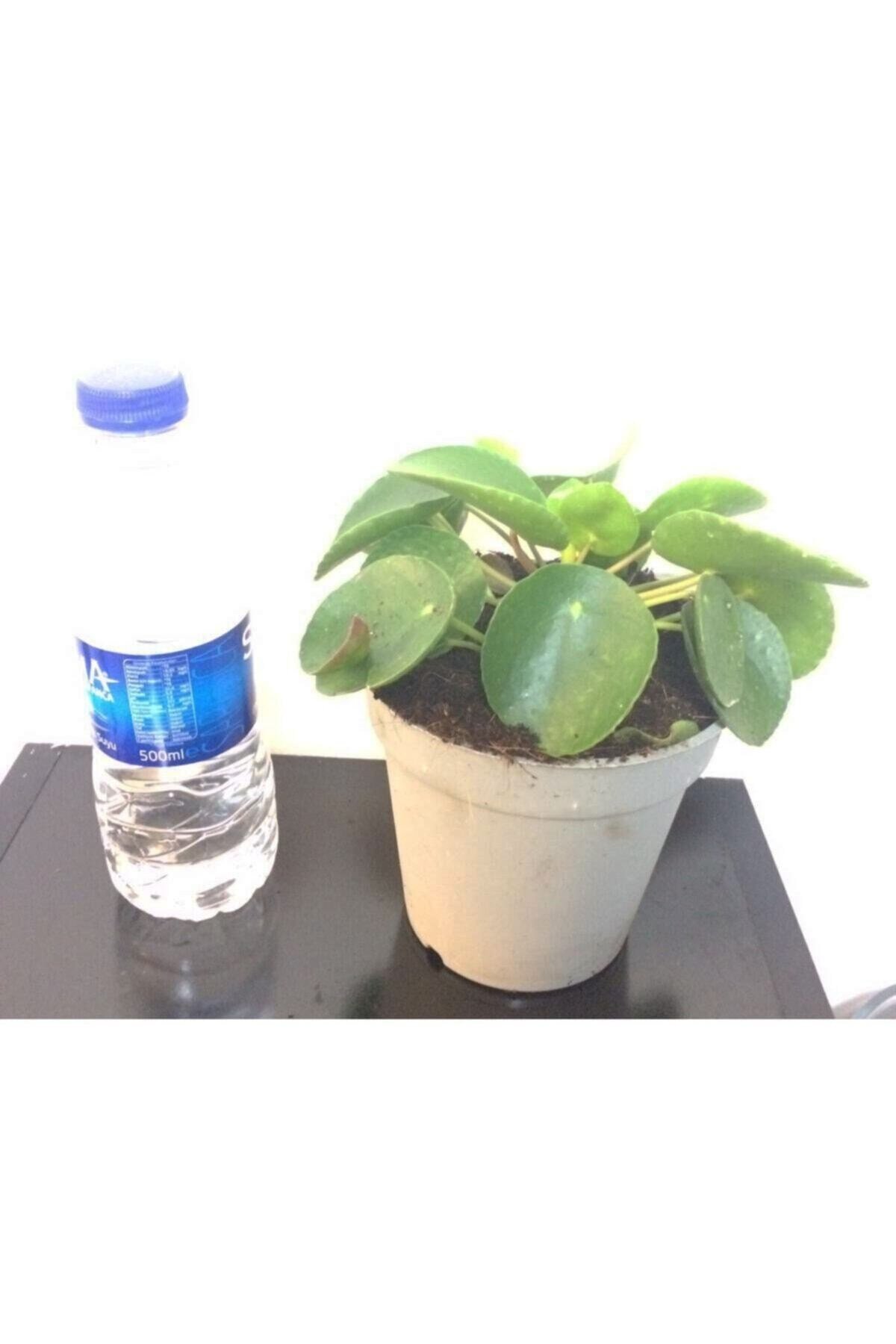 Pilea Para Çiçeği 20 Cm