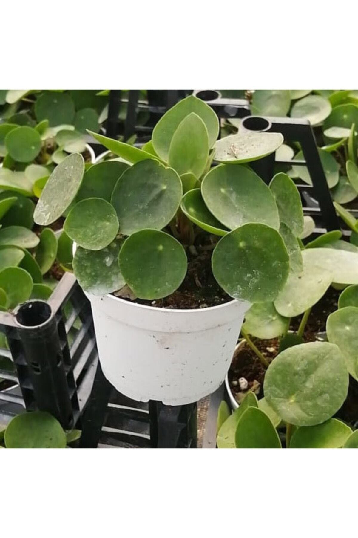 Pilea Para Çiçeği 20 Cm