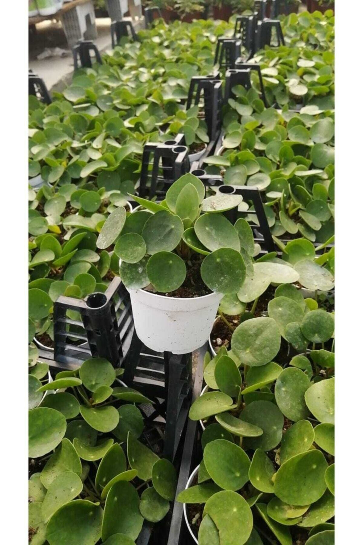 Pilea Para Çiçeği 20 Cm