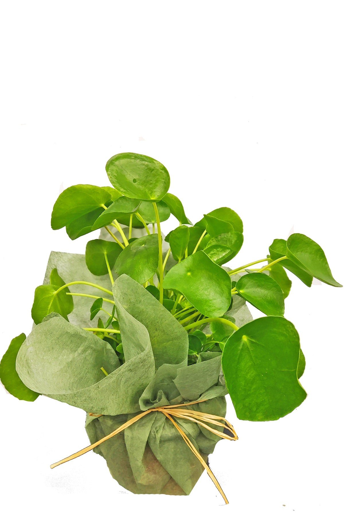 Pilea Peperomioides Çin Para Ağacı 25 - 30 Cm