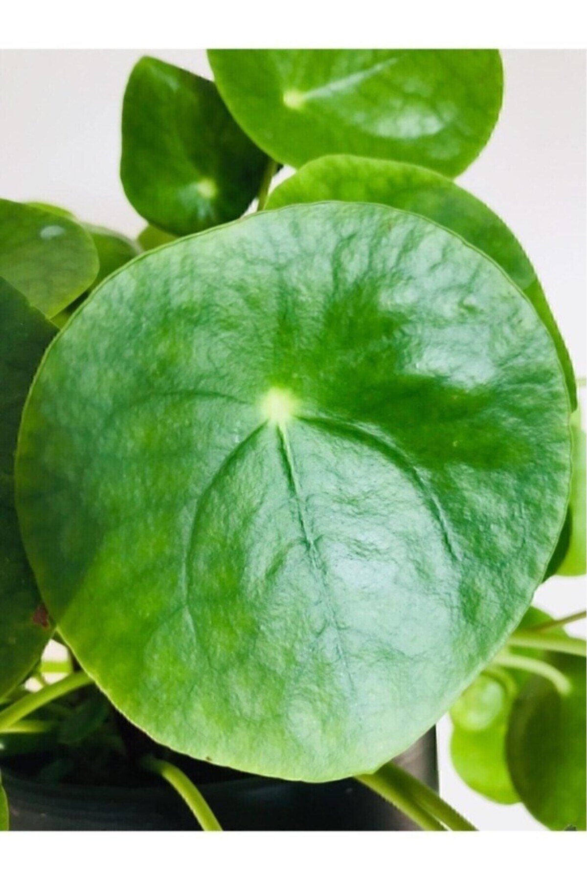 Pilea Peperomioides - Çin Para Ağacı - Ev Ofis Salon Iç Mekan Bitkisi