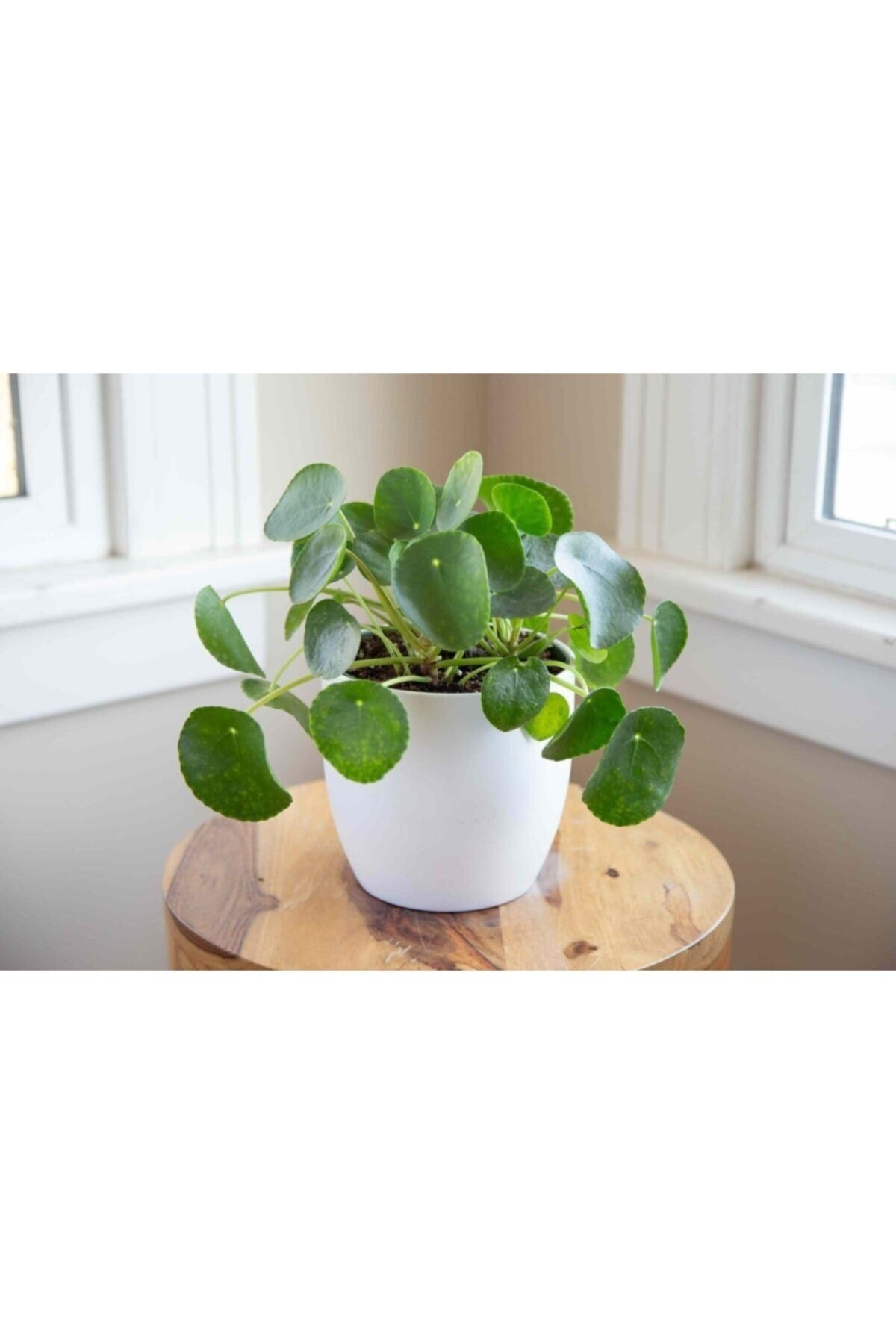 Pilea Peperomioides / Çin Para Bitkisi