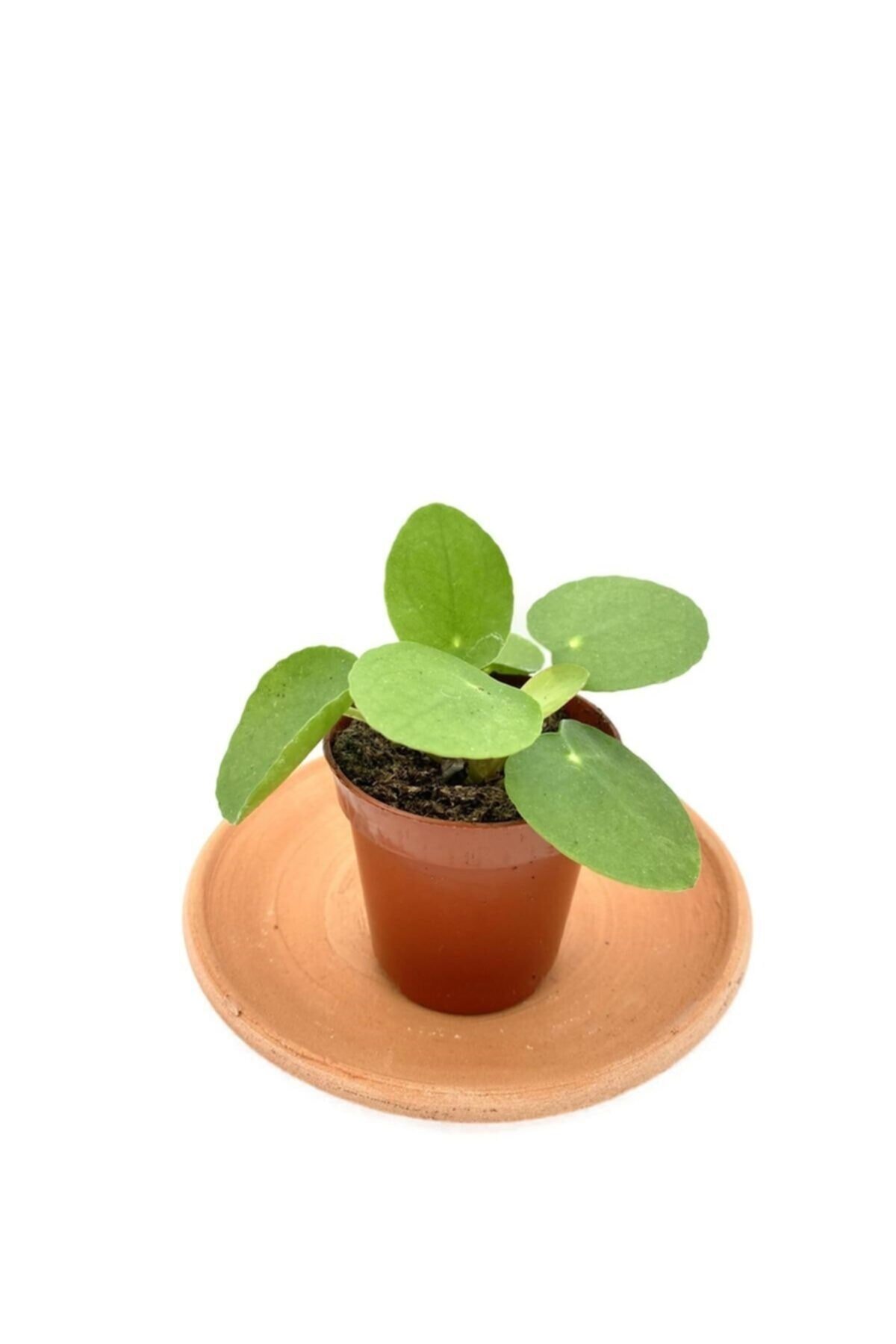Pilea Peperomioides Çin Para Bitkisi Çap 5.5cm