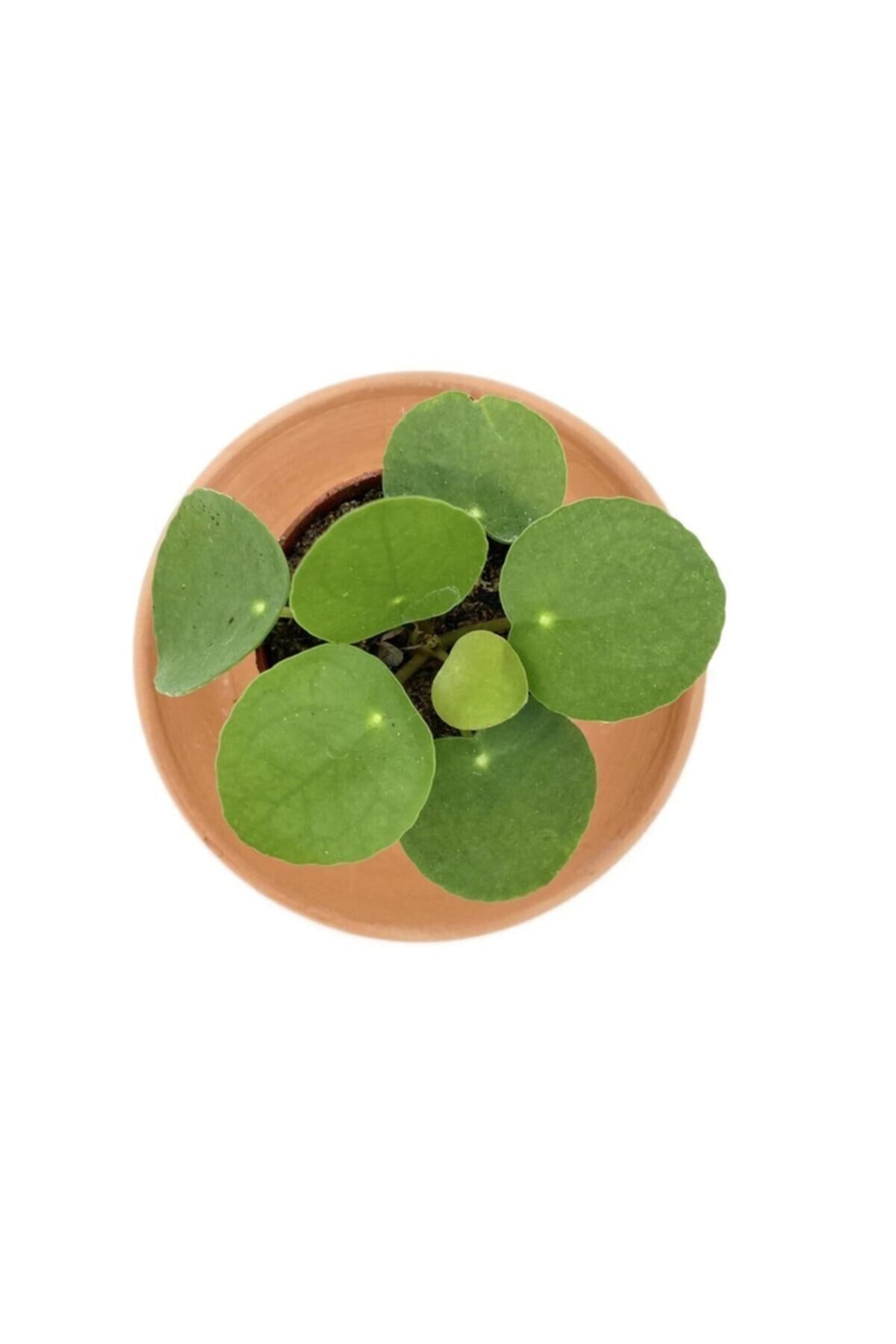 Pilea Peperomioides Çin Para Bitkisi Çap 5.5cm