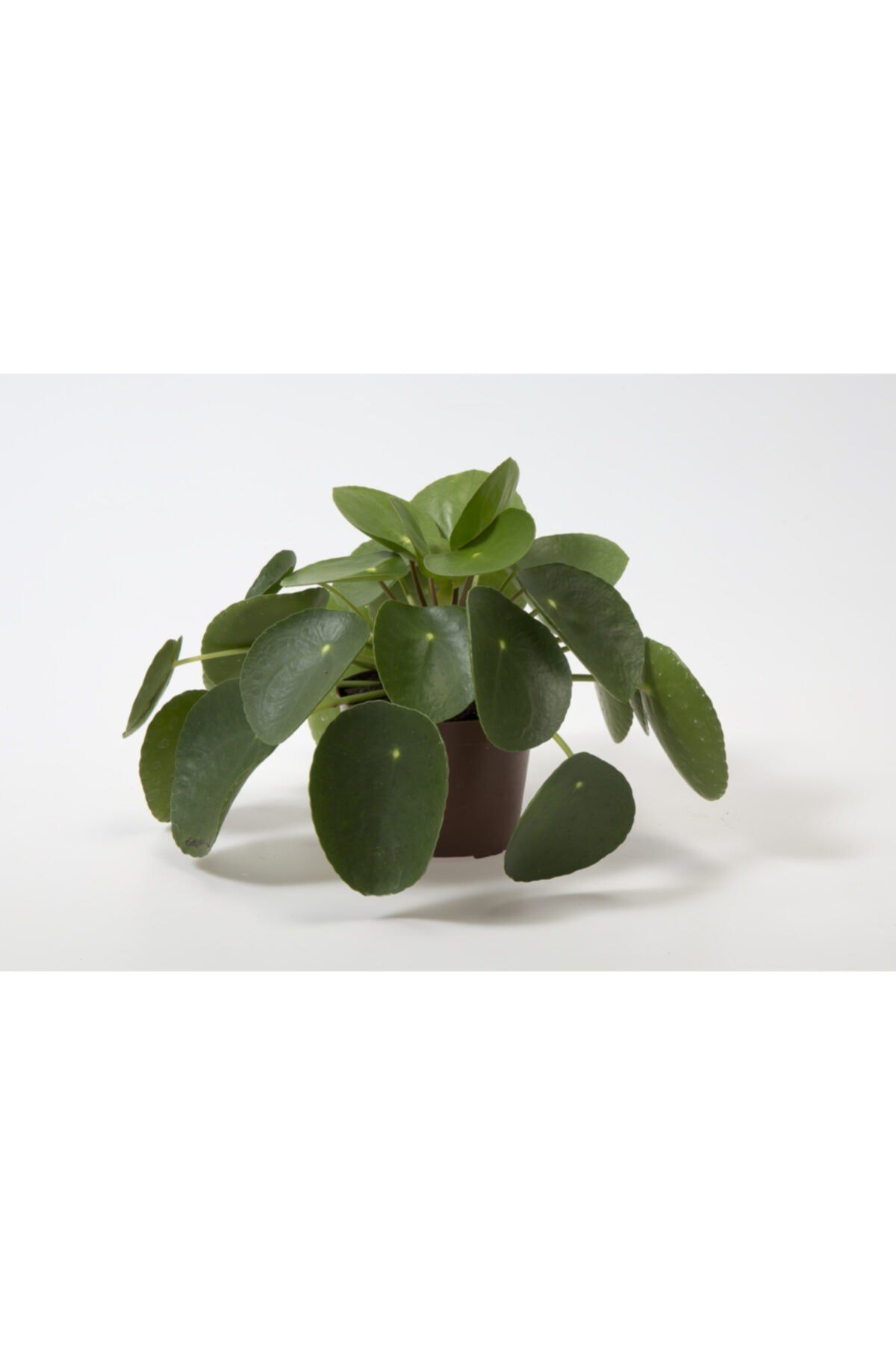 Pilea Peperomioides-çin Para Bitkisi Ev Ofis Salon Bitkisi
