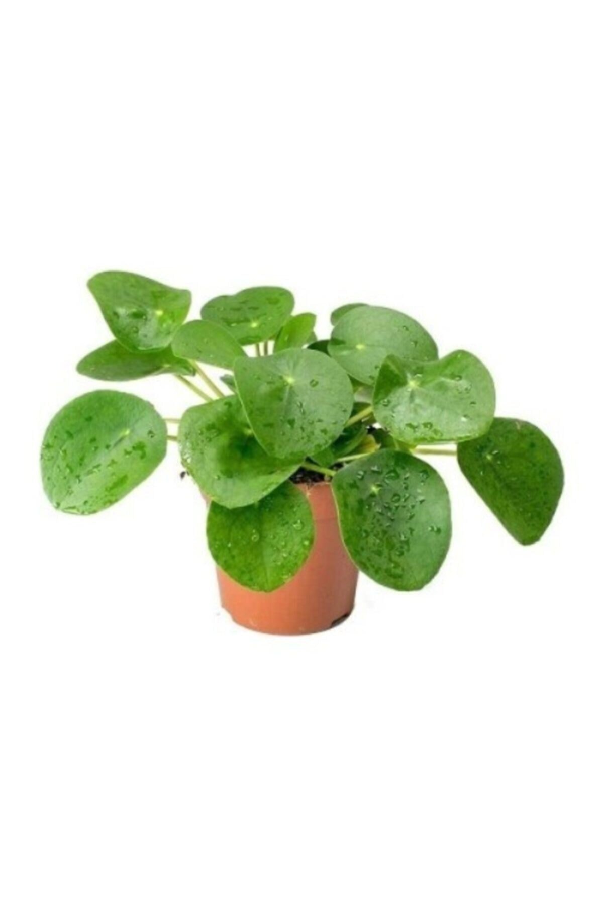 Pilea Peperomioides-çin Para Bitkisi Ev Ofis Salon Bitkisi