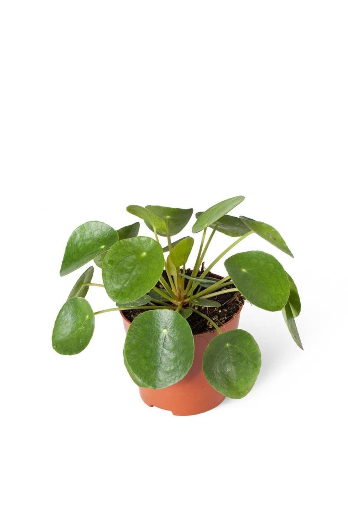 Pilea Peperomioides (ithal) 10,5cm Ø