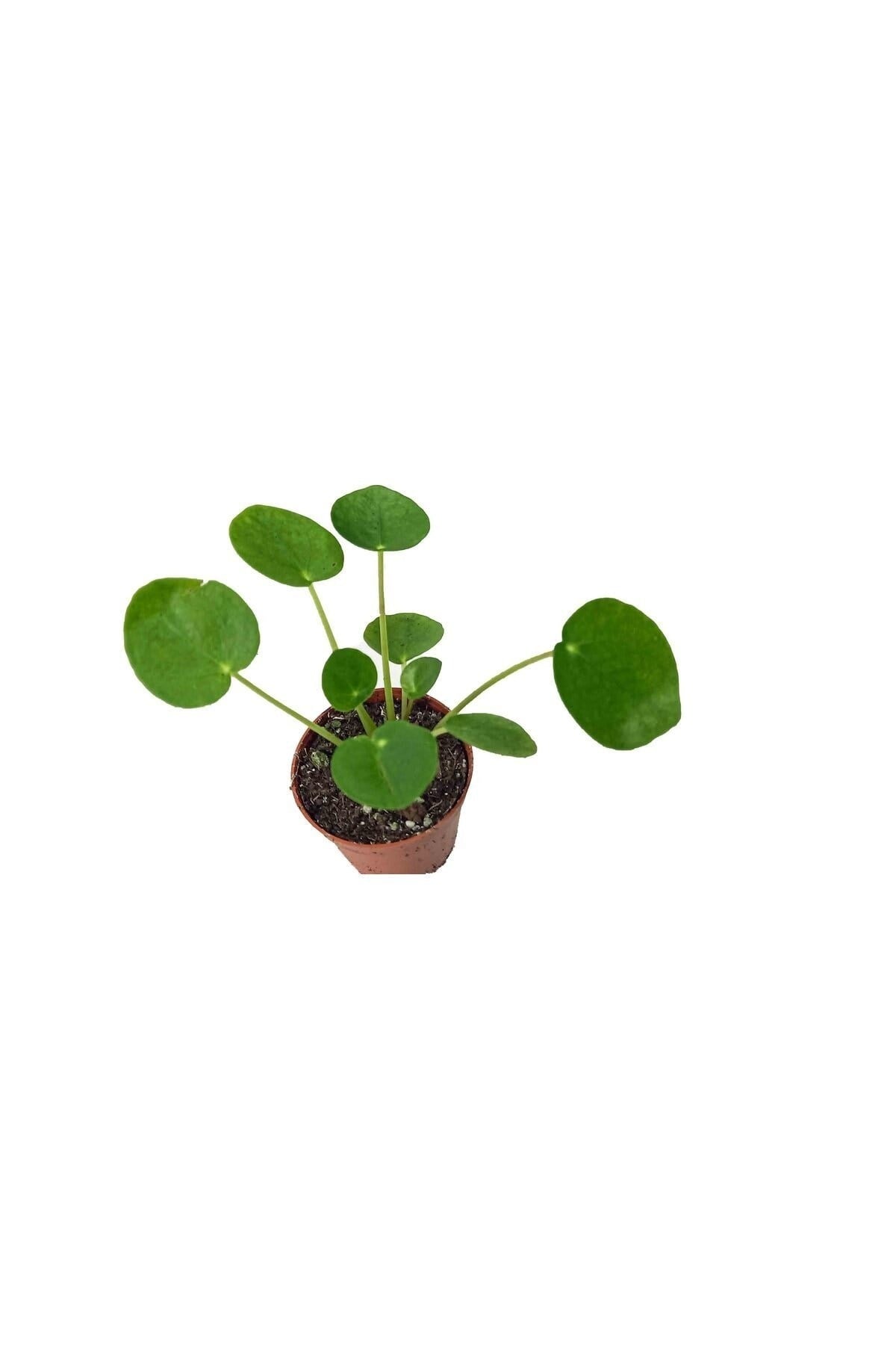 Pilea Peperoms Çin Para Çiçeği Çin Para Bitkisi