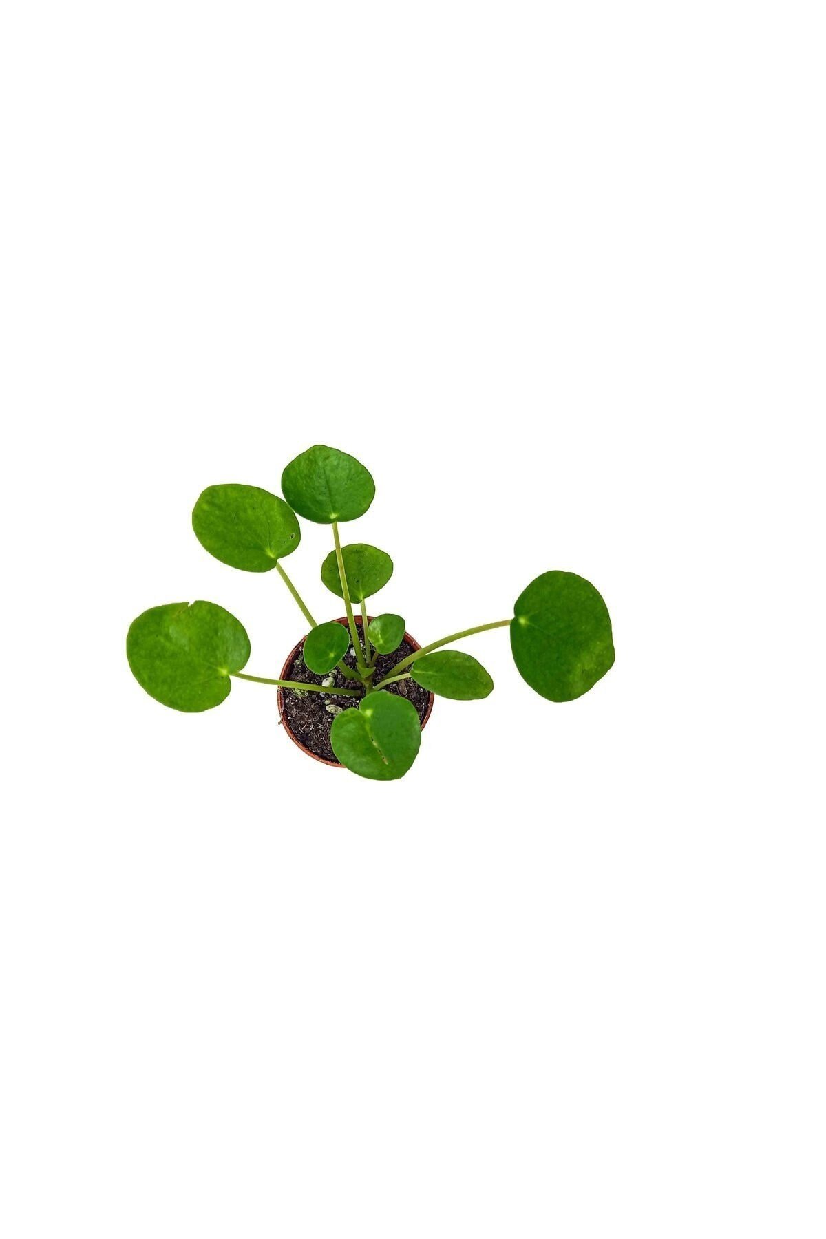 Pilea Peperoms Çin Para Çiçeği Çin Para Bitkisi