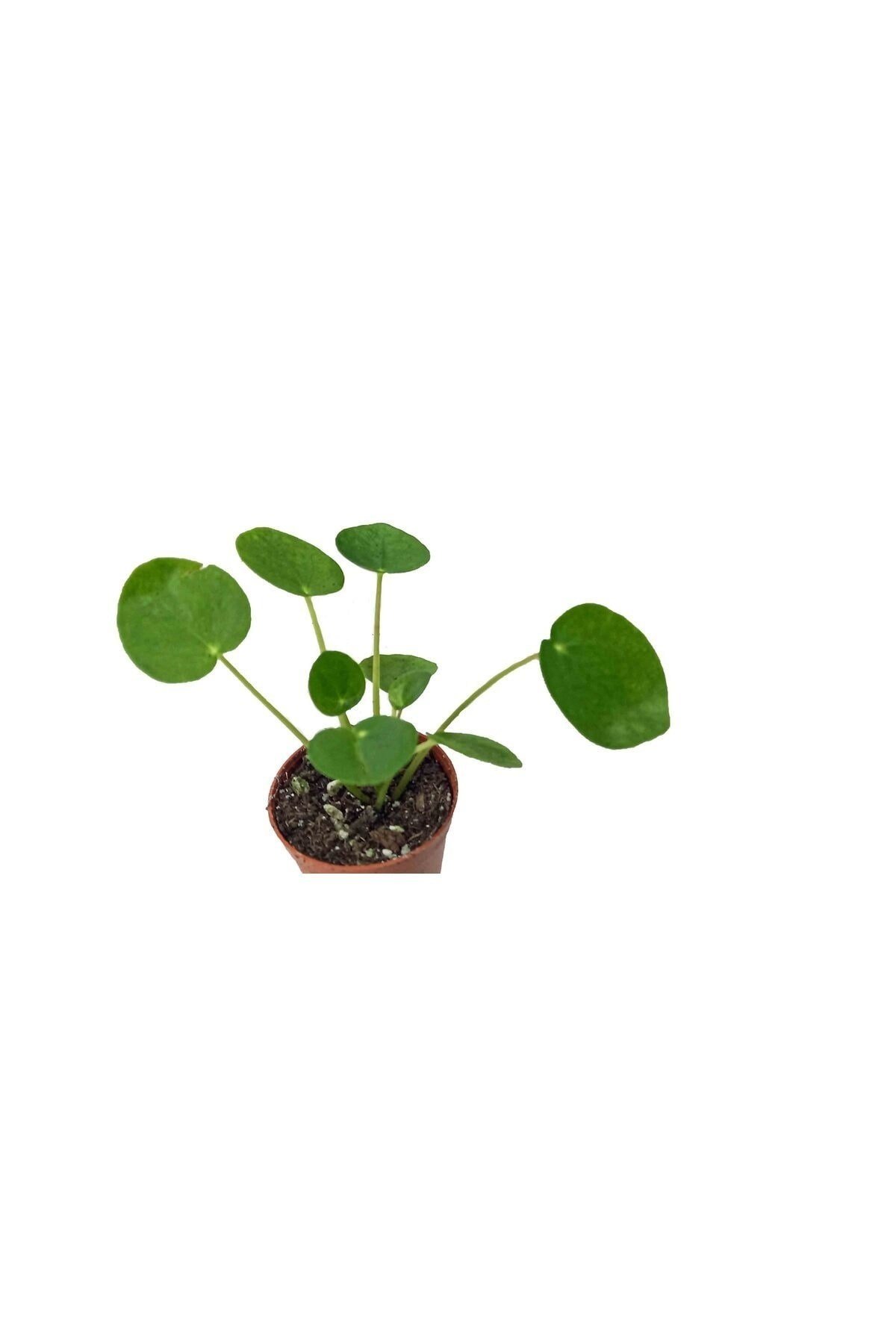 Pilea Peperoms Çin Para Çiçeği Çin Para Bitkisi