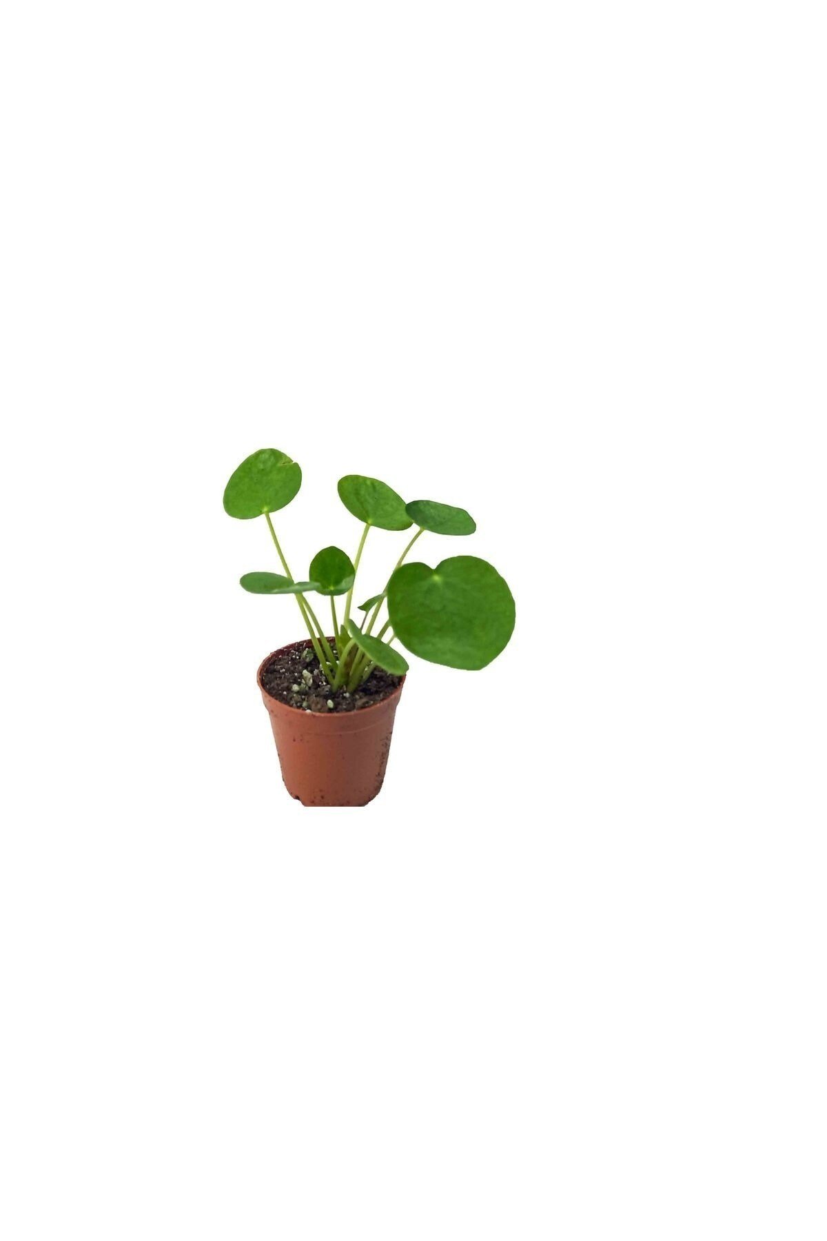 Pilea Peperoms Çin Para Çiçeği Çin Para Bitkisi