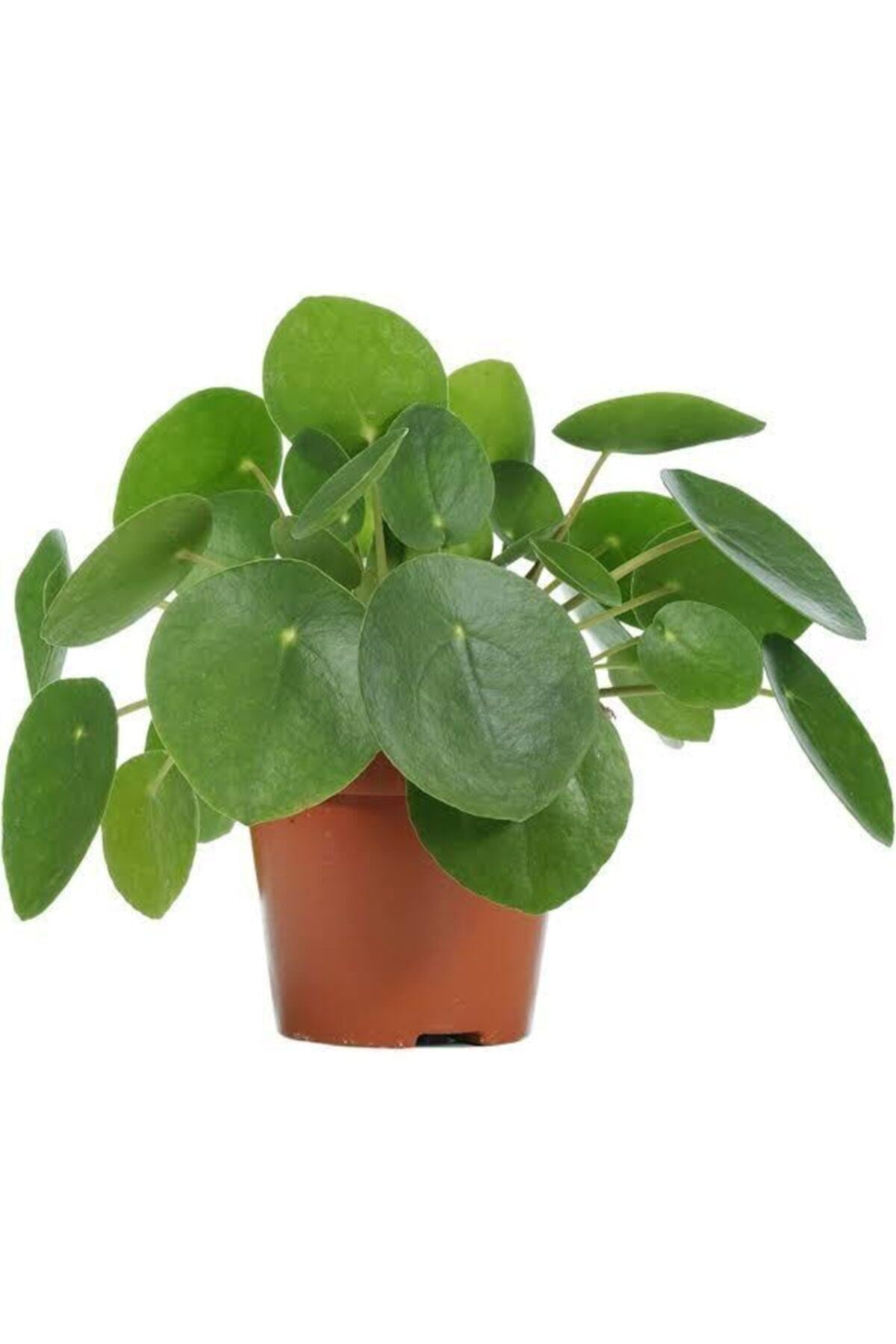 Pilea Tek Kök (çin Para Ağacı)