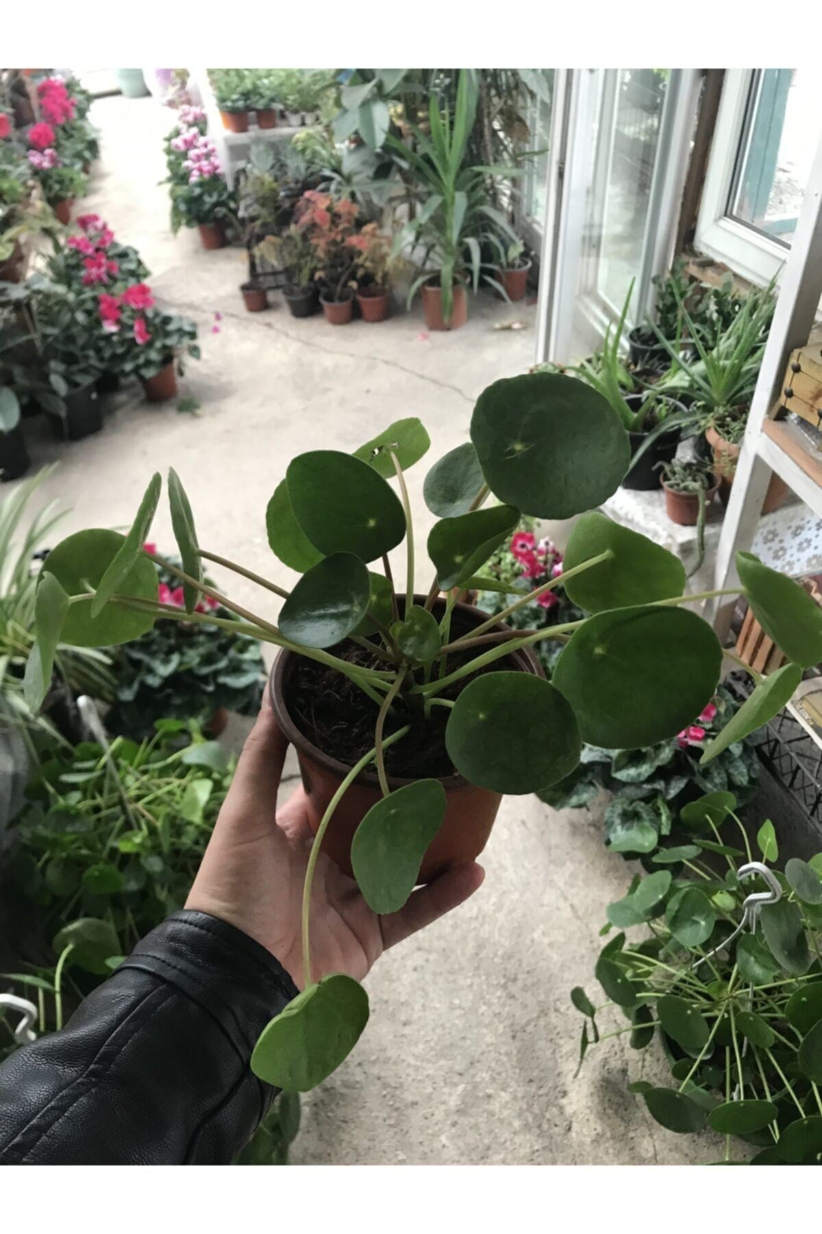 Pilea Tek Kök (çin Para Ağacı)