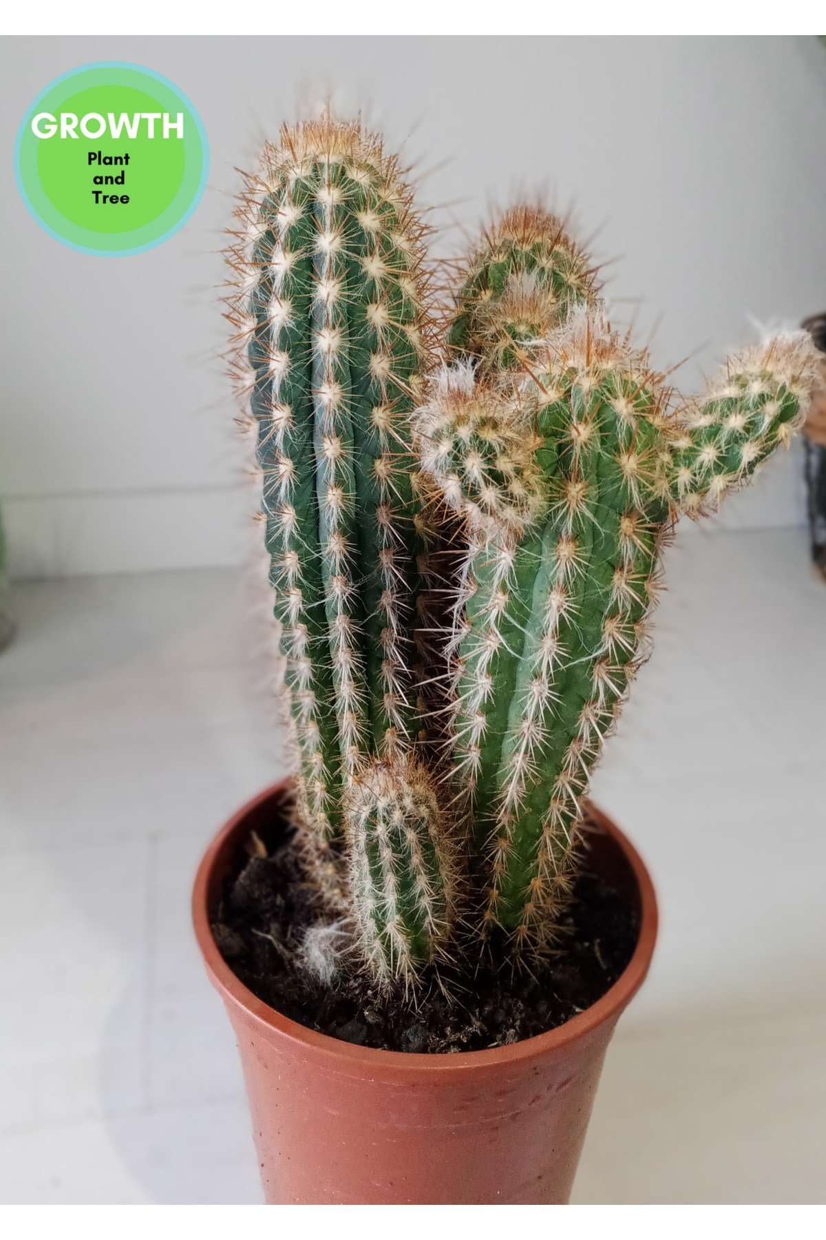 Pilosocereus Gounellei Kaktüs