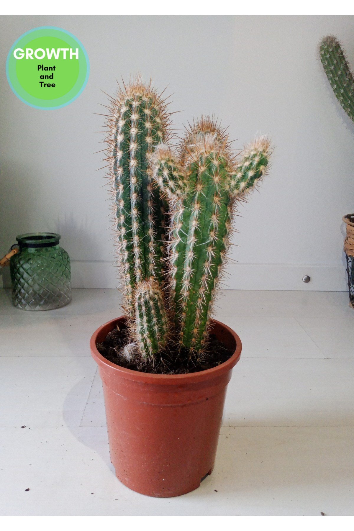 Pilosocereus Gounellei Kaktüs