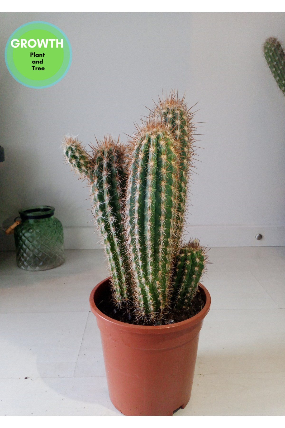 Pilosocereus Gounellei Kaktüs