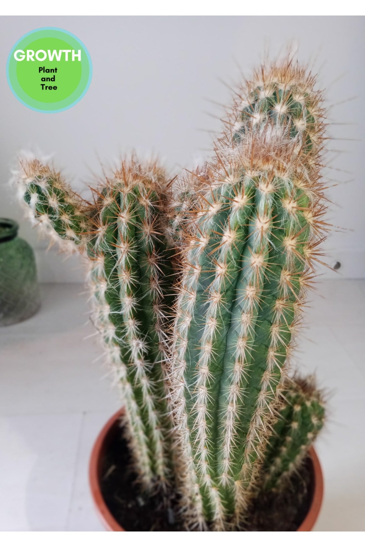 Pilosocereus Gounellei Kaktüs