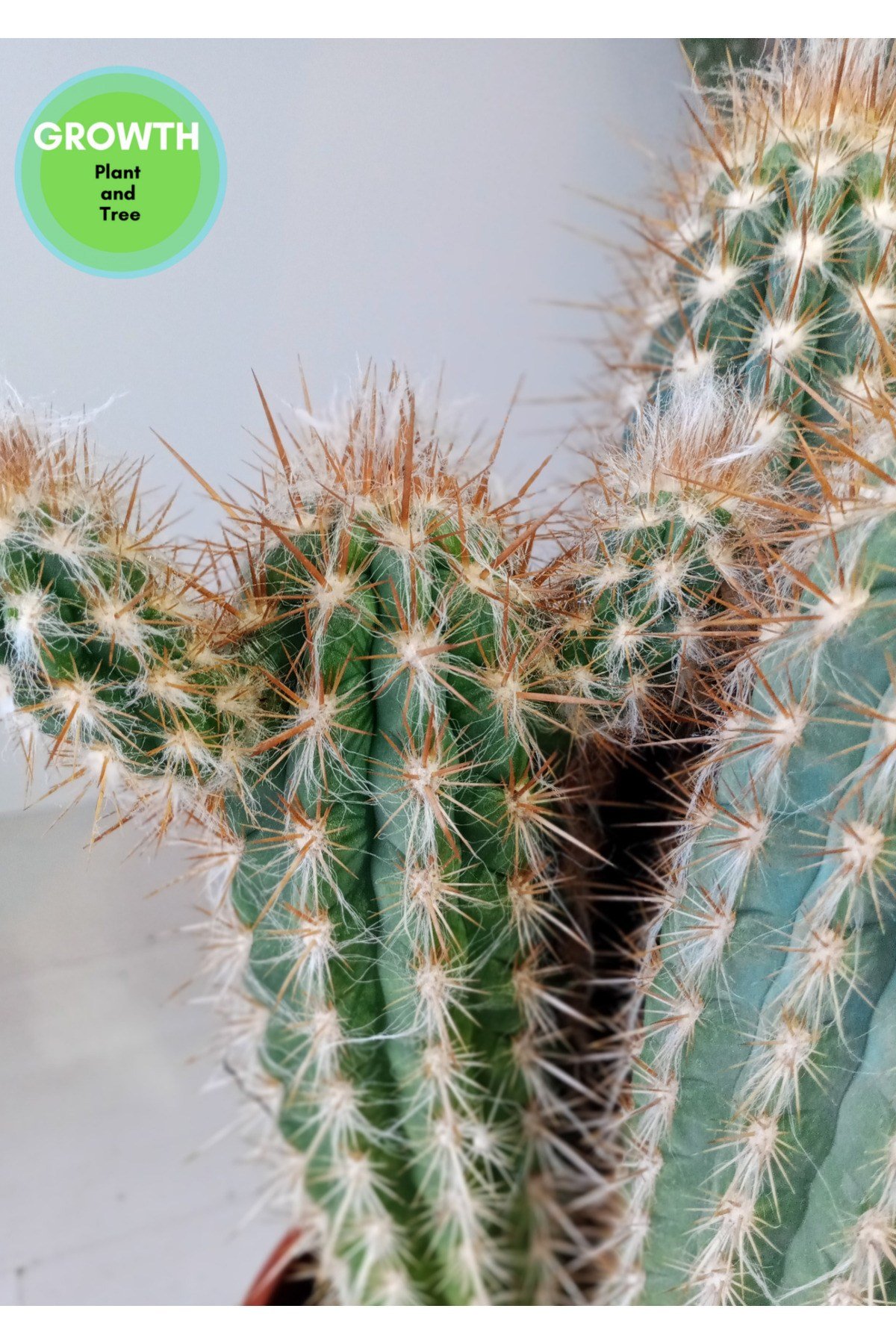 Pilosocereus Gounellei Kaktüs