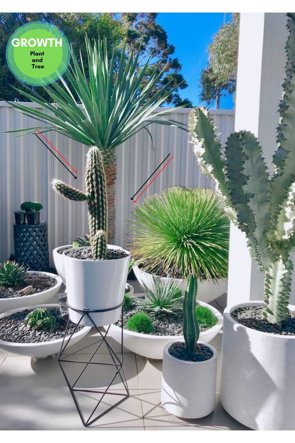 Pilosocereus Gounellei Kaktüs