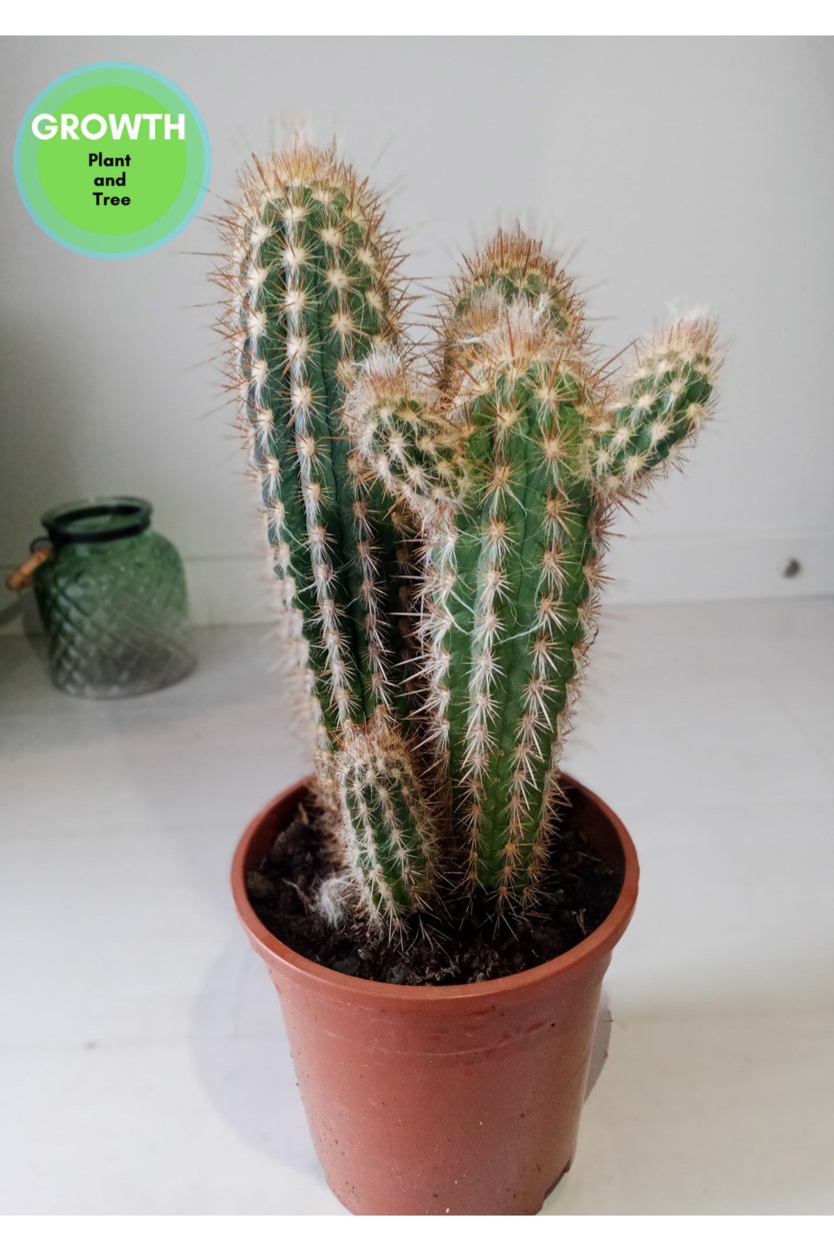 Pilosocereus Gounellei Kaktüs